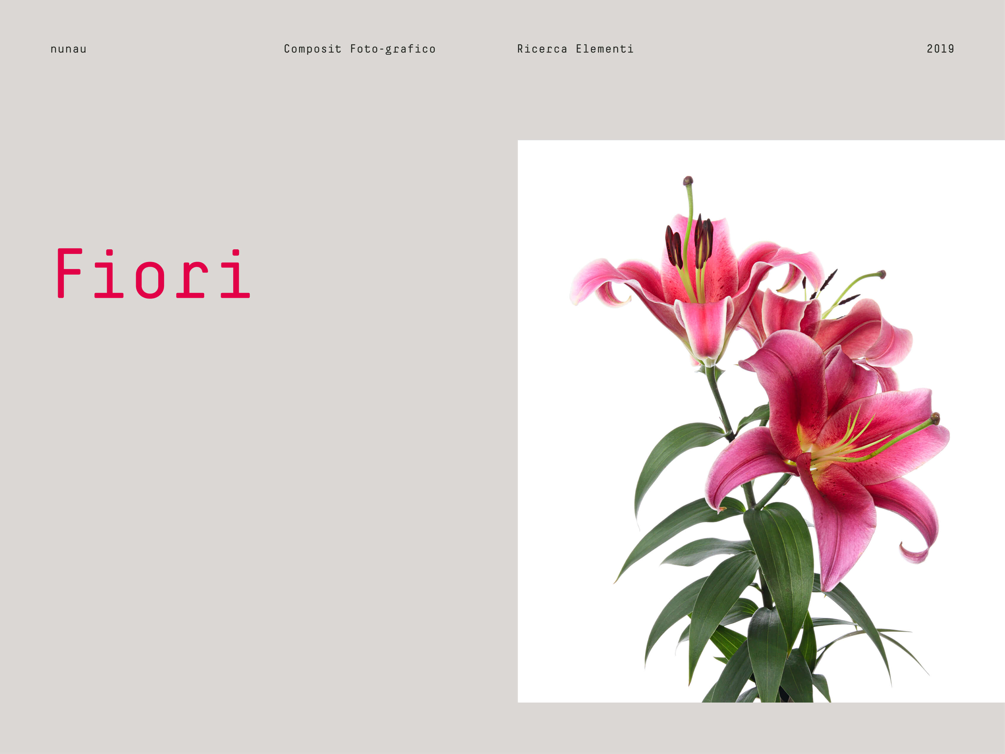 Cover fiori per la realizzazione dei composit foto-grafici