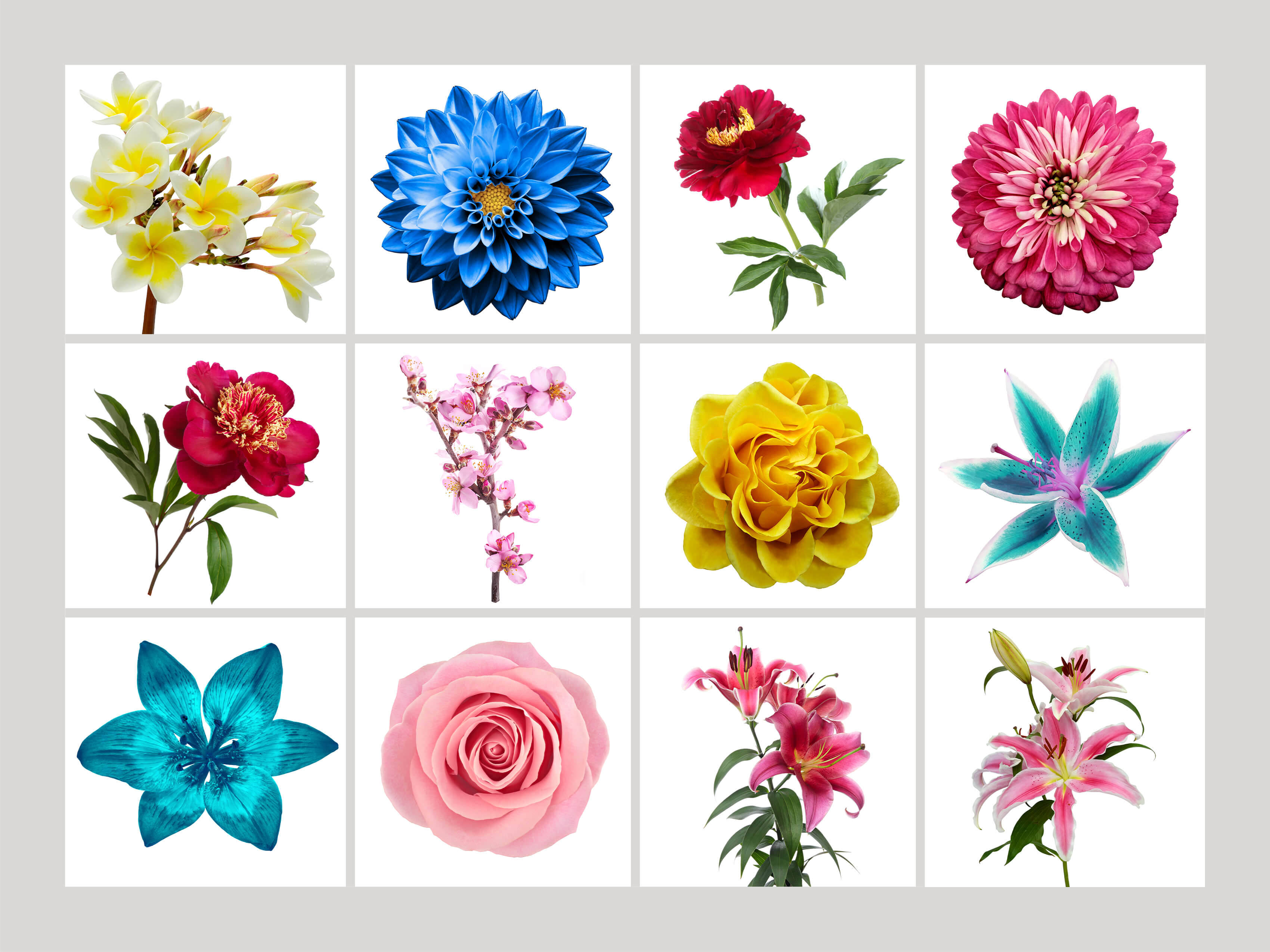 Fiori selezionati per la realizzazione dei composit foto-grafici