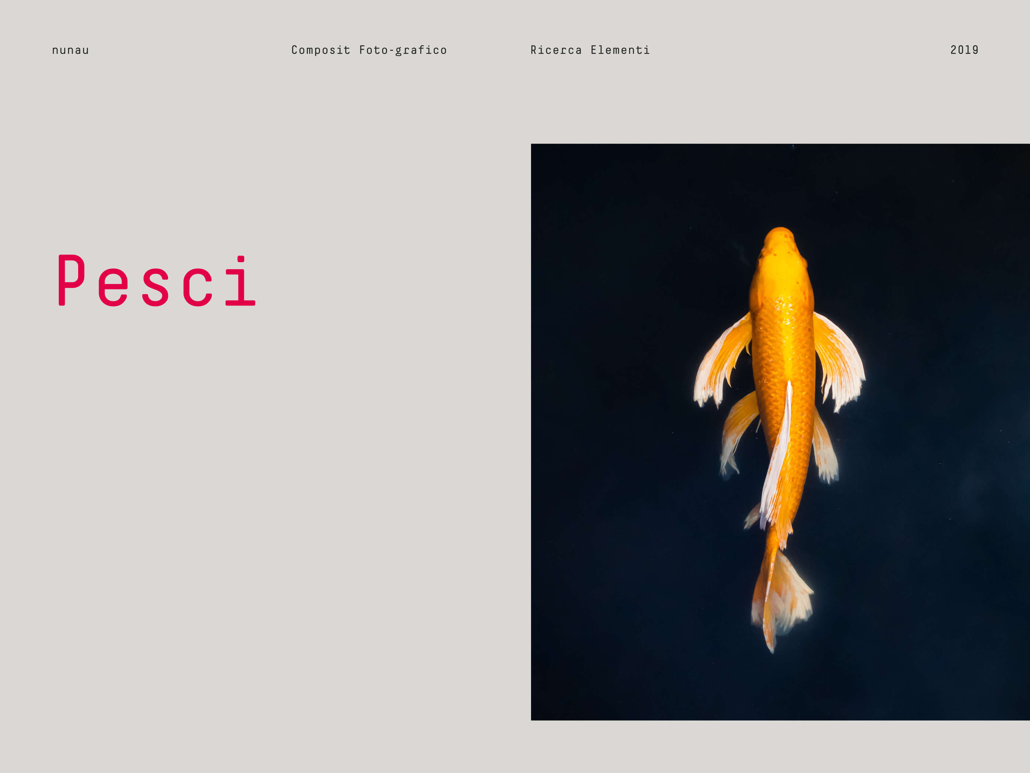 Cover pesci per la realizzazione dei composit foto-grafici