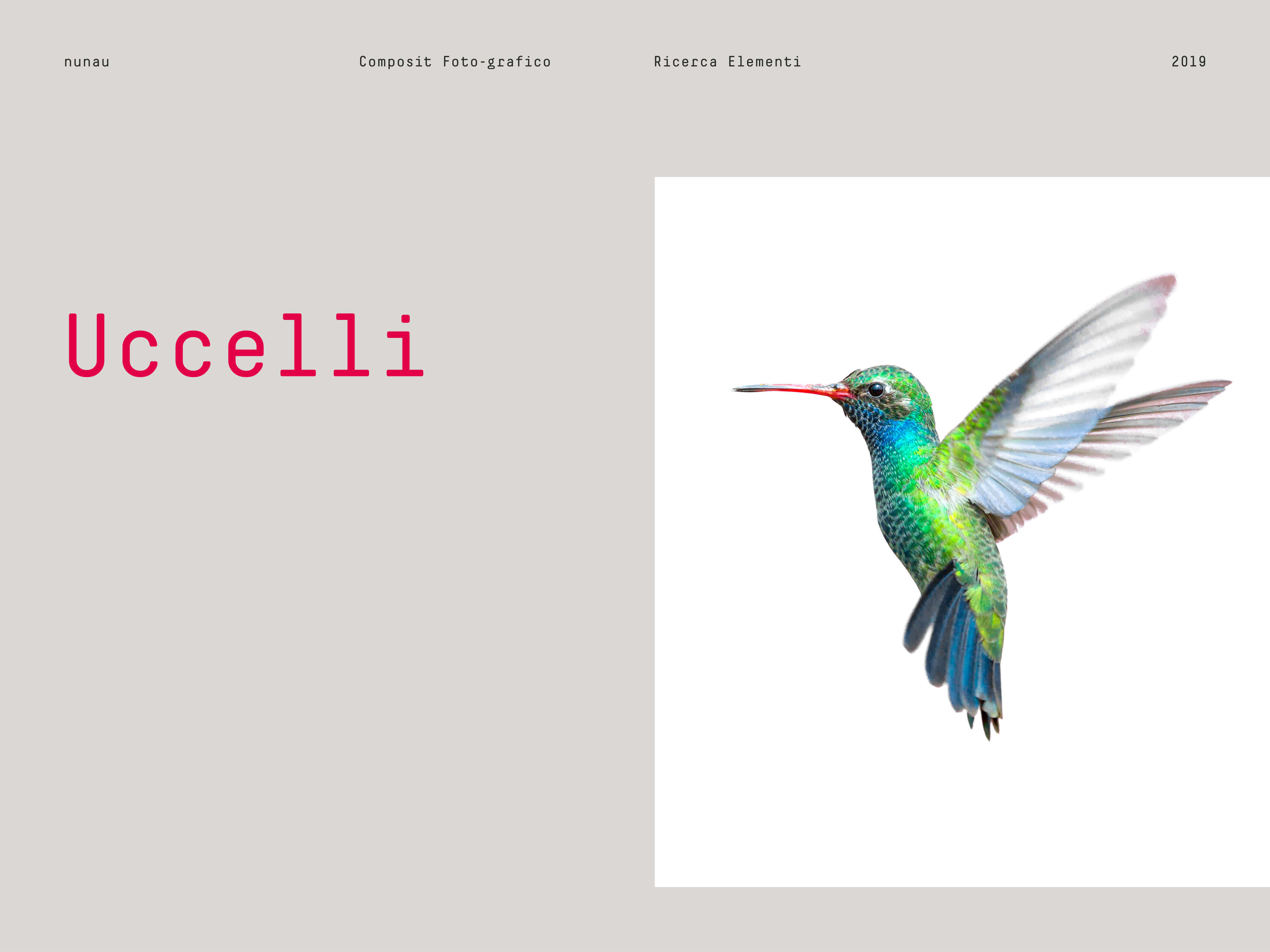 Cover uccelli per la realizzazione dei composit foto-grafici
