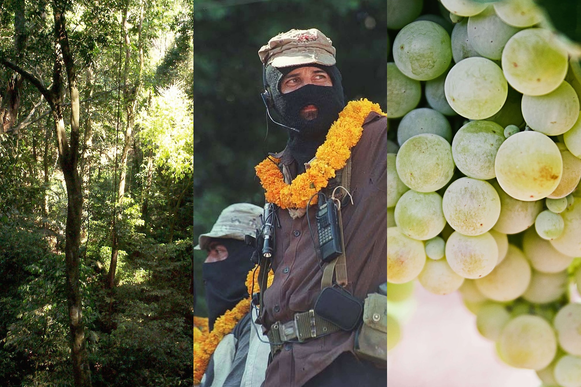 Immagini di concept utilizzati per l'elemento grafico caratteristico dell'etichetta di Falanghina Selva Lacandona. In ordine: Foresta Lacandona, Subcomandante Marcos, ex portavoce dell'Esercito Zapatista di Liberazione Nazionale, Acini d'uva Falanghina